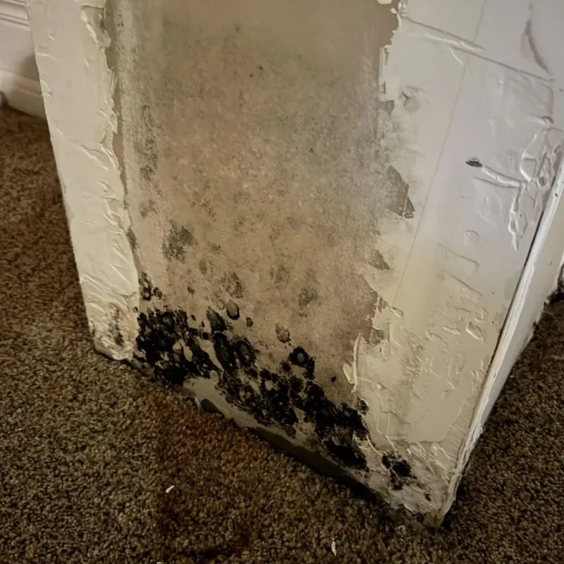 Professional Mold Removal in Calhoun County, MS